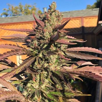 Mandelbrot's Oilspill Cannabis Seeds By Emerald Mountain Legacy