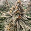 conscious-genetics-orange-runtz-cake-flower_1