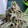 oreo-pancakes-weed-seed-holy-smoke-seeds