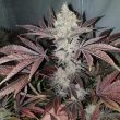 chuntz-female-weed-seeds-