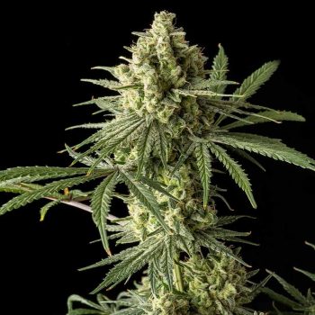 Original Blue Cheese Female Cannabis Seeds By The Big Buddha Family Farms