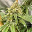 os-glue-cannabis-seeds