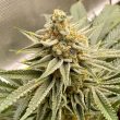 os-glue-cannabis-seeds