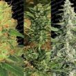 paradise-seeds—auto-sativa-collection-pack