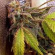 pancake-n-ice-cream-cannabis-seed-holy-smoke-seeds