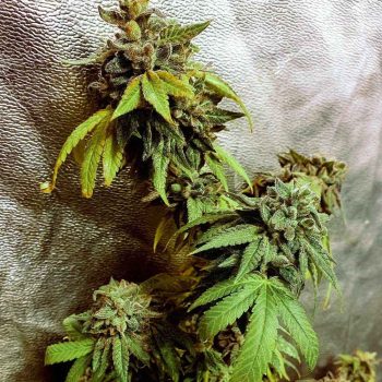 Pancakes N Ice-Cream Female Cannabis Seeds by Holy Smoke Seeds