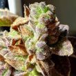 pancake-n-ice-cream-female-cannabis-seeds-holy-smoke-seeds