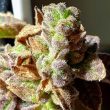 pancake-n-ice-cream-cannabis-seed-holy-smoke-seeds