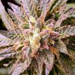 pancake-s1-female-weed-seeds-holy-smoke-seeds 1