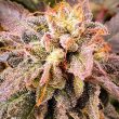 pancake-s1-female-weed-seeds-holy-smoke-seeds 1