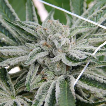 Papaya Razzlez Feminized Cannabis Seeds by Seedism