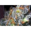 paradise-seeds-caramba-cannabis-seeds