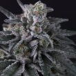 paradise-seeds-gulapa-feminised-cannabis-seeds