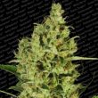 paradise-seeds—delahaze