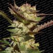 Frozen Jungle Regular Cannabis Seeds by Perfect Tree