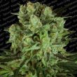 Durga Mata II CBD Female Cannabis Seeds by Paradise Seeds