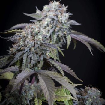 Gulupa Female Cannabis Seeds By Paradise Seeds