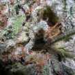 paradise-seeds—indica-champions-pack
