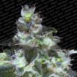 paradise-seeds—original-white-widow