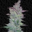 paradise-seeds—vertigo
