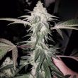 honey-trees-cannabis-seeds-profilic-coast-seeds_1