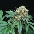 Peach Lassi Regular Cannabis Seeds by Perfect Tree Seeds