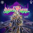 peach-lassi-weed-seed-perfect-tree-seeds