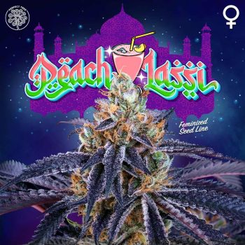 Peach Lassi Weed Seeds by Perfect Tree Seeds