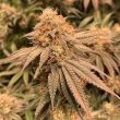 peach-mac-weed-seed-spitfire-genetics_1_