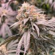 Peach Mac Regular Weed Seeds by Spitfire Genetics