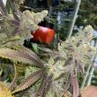 peach-pound-cake-regular-weed-seeds-fidels-seeds-co