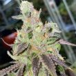 peach-pound-cake-regular-weed-seeds-fidels-seeds-co