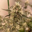 peach-runtz-weed-seed-spitfire-genetics_1