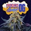 Peach Sherbert OG Feminized Cannabis Seeds by Perfect Tree