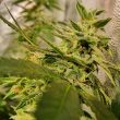 peach-slaps-female-weed-seed-holy-smokes-seeds