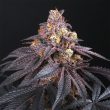 perfect-tree-seeds-coco-milk-regular-cannabis-strain_1_