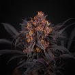 perfect-tree-frozini-cannabis-strain