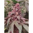 Slapz x Frozay Regular Cannabis Seeds by Perfect Tree