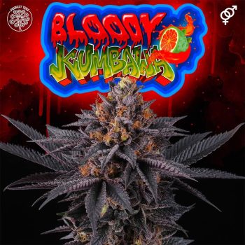 Bloody Kumbawa Regular Cannabis Seeds by Perfect Tree