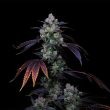 perzimmon-fems-compound-genetics
