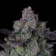 perzimmon-fems-compound-genetics