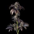 Perzimmon Feminized Cannabis Seeds by Compound Genetics