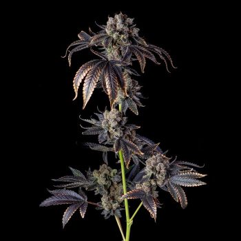 Perzimmon Feminized Cannabis Seeds by Compound Genetics