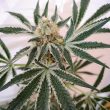 Petrol Skunk Regular Cannabis Seeds by Old School Genetics