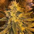 petroal-skunk-cannabis-seeds_1