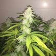 pheno-finder-seeds—wedding-cake-s1