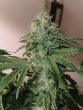 banger-glue—little-chief-collabs