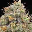 pinata-cannabis-weed-seed-grounded-genetics
