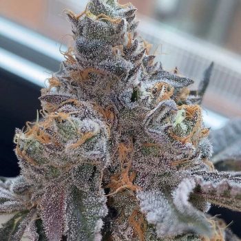 Pinata Female Weed Seeds by Grounded Genetics