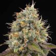 pinata-cannabis-weed-seed-grounded-genetics